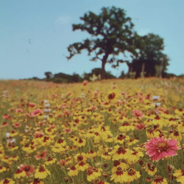 Bilde av et blomstereng, blå himmer og et tre.